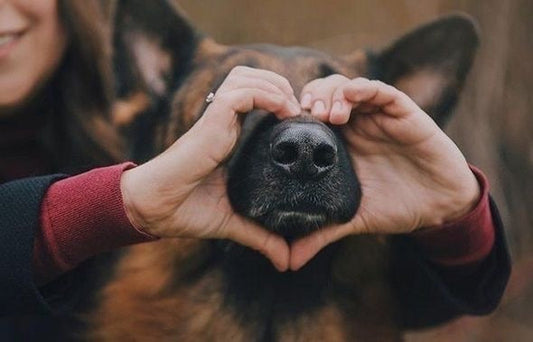 15 Unique Pet Memorial Gifts That Will Move Any Pet Parent to Tears