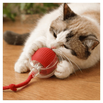 Cat playing with a red and clear ball toy on a wooden floor.