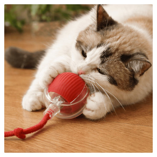 Cat playing with a red and clear ball toy on a wooden floor.