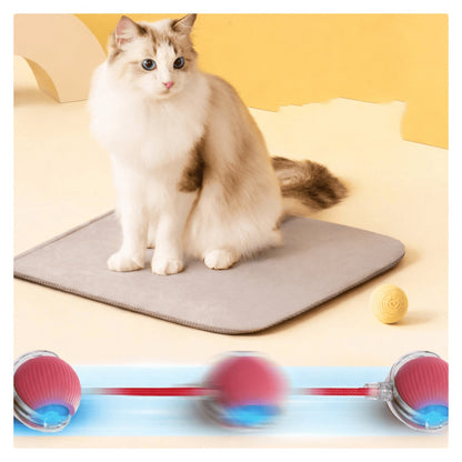 Cat sitting on a heating pad with a toy in the foreground